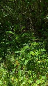 <i>Astragalus glycyphyllos</i>