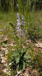 <i>Salvia pratensis</i>