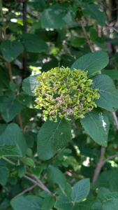 <i>Viburnum lantana</i>