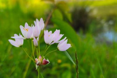 <i>Allium roseum</i>