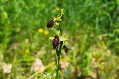 <i>Ophrys aranifera</i>