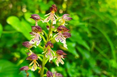 <i>Orchis purpurea</i>