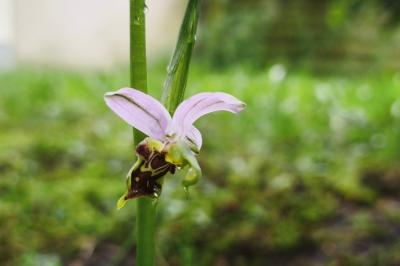 <i>Ophrys apifera</i>