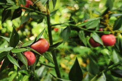 <i>Ruscus aculeatus</i>