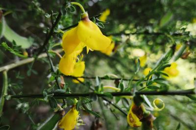 <i>Cytisus scoparius</i>
