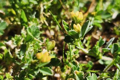 <i>Medicago minima</i>