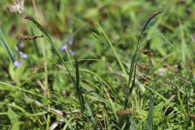 <i>Carex flacca</i>