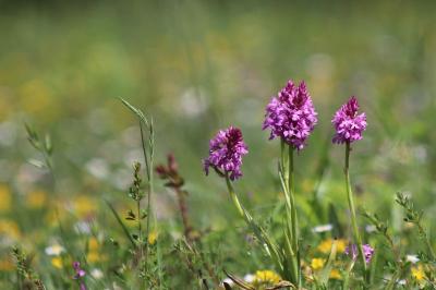 <i>Anacamptis pyramidalis</i>