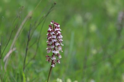 <i>Orchis purpurea</i>