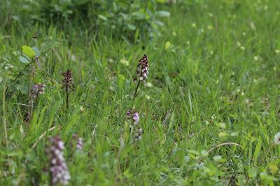 <i>Orchis purpurea</i>