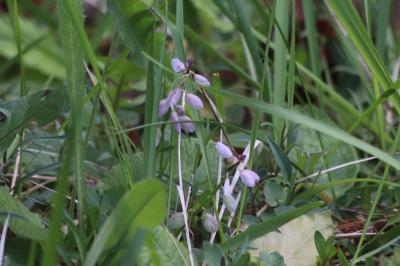 <i>Polygala calcarea</i>