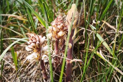<i>Orobanche amethystea</i>
