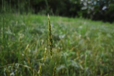 <i>Anthoxanthum odoratum</i>