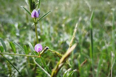 <i>Vicia segetalis</i>