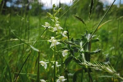 <i>Platanthera chlorantha</i>