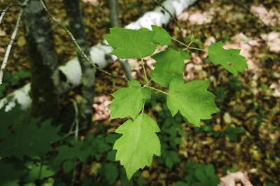 <i>Torminalis glaberrima</i>