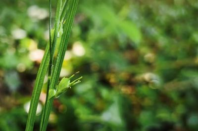 <i>Carex depauperata</i>