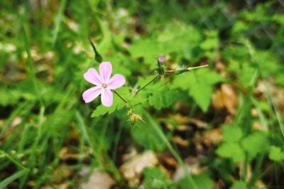 <i>Geranium robertianum</i>