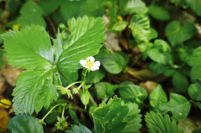 <i>Fragaria vesca</i>