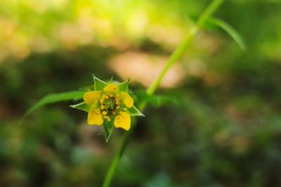 <i>Geum urbanum</i>