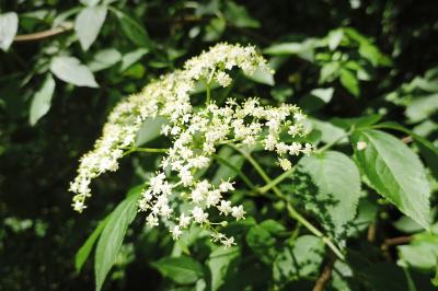 <i>Sambucus nigra</i>