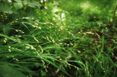 <i>Melica uniflora</i>