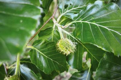 <i>Fagus sylvatica</i>