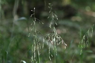 <i>Milium effusum</i>