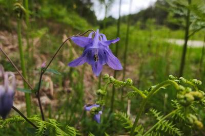 <i>Aquilegia vulgaris</i>