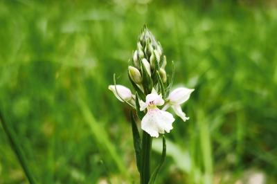 <i>Dactylorhiza maculata</i>