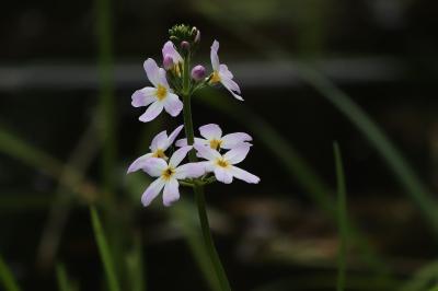 Hottonia palustris
