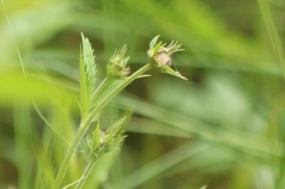 <i>Comarum palustre</i>