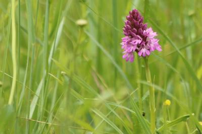 <i>Anacamptis pyramidalis</i>