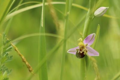 <i>Ophrys apifera</i>