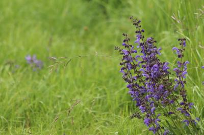 Salvia pratensis