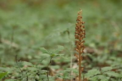 <i>Neottia nidus-avis</i>
