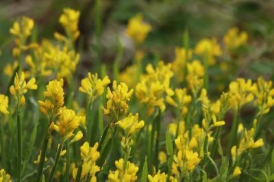 <i>Genista sagittalis</i>