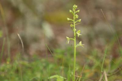 <i>Platanthera chlorantha</i>