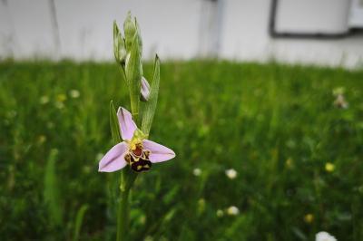<i>Ophrys apifera</i>