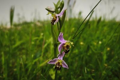 <i>Ophrys apifera</i>