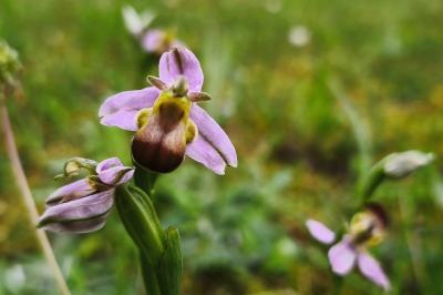 <i>Ophrys apifera</i>
