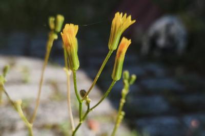 <i>Crepis pulchra</i>