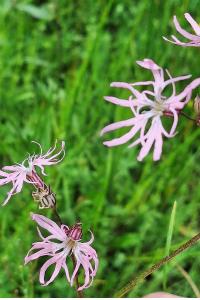 <i>Lychnis flos-cuculi</i>