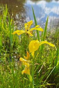 <i>Iris pseudacorus</i>