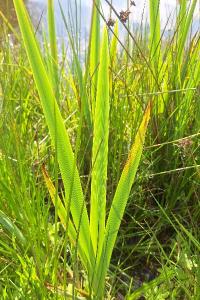 <i>Iris pseudacorus</i>