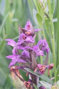 <i>Dactylorhiza majalis</i>