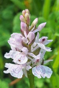 <i>Dactylorhiza maculata</i>