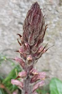 <i>Orobanche hederae</i>