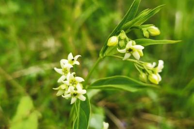 <i>Vincetoxicum hirundinaria</i>