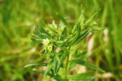 <i>Lithospermum officinale</i>